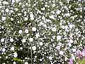 Gypsophila paniculata