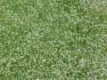 Gypsophila repens