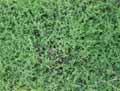Caryophyllaceae-Herniaria-ciliolata-Herniaire.jpg