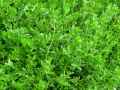 Caryophyllaceae-Herniaria-glabra-Herniaria-20131125130220.jpg