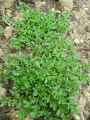 Caryophyllaceae-Herniaria-hirsuta-Herniaire-hirsute-20131125130800.jpg