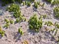 Caryophyllaceae-Honckenya-peploides-Pourpier-de-mer.jpg