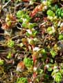 Illecebrum verticillatum