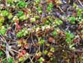 Illecebrum verticillatum