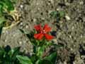 Lychnis chalcedonica