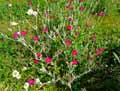 Lychnis coronaria, Silene coronaria