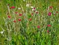 Lychnis coronaria, Silene coronaria