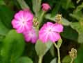 Lychnis coronaria, Silene coronaria