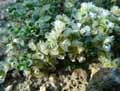 Paronychia kapela serpyllifolia