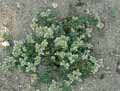 Paronychia kapela serpyllifolia