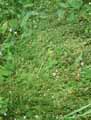 Petrorhagia saxifraga