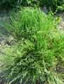 Petrorhagia saxifraga