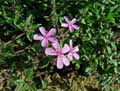 Saponaria ocymoides