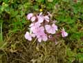 Saponaria ocymoides