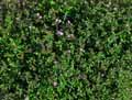 Saponaria ocymoides