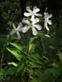 Saponaria officinalis