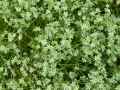 Scleranthus perennis