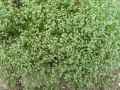 Scleranthus perennis