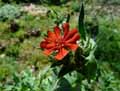 Silene californica