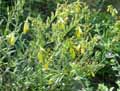 Silene caramanica