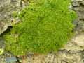 Silene pungens