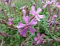 Silene schafta