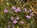 Silene sp.
