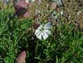 Silene vulgaris