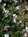 Silene vulgaris