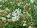 Silene vulgaris