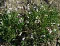 Silene vulgaris
