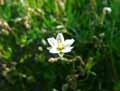 Spergula arvensis, Alsine arvensis
