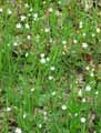 Stellaria graminea