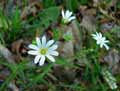 Stellaria holostea