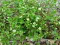 Stellaria media
