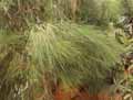 Casuarina collina