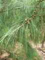 Casuarina stricta