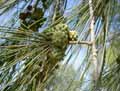 Casuarina stricta