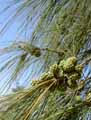 Casuarina stricta