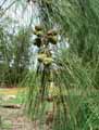 Casuarina stricta