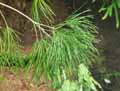 Gymnostoma intermedium