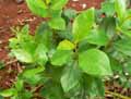 Catha edulis