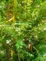 Euonymus alatus