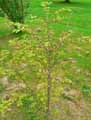 Celastraceae-Euonymus-alatus-Fusain-aile.jpg