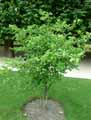 Celastraceae-Euonymus-atropurpureus-Fusain-pourpre-Fusain-noir.jpg