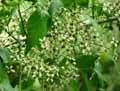 Celastraceae-Euonymus-bungeanus-Fusain-bungeanus.jpg
