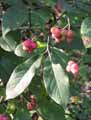Celastraceae-Euonymus-europaeus-Fusain-d-Europe.jpg