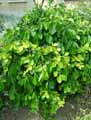 Celastraceae-Euonymus-fortunei-Coloratus-Fusain.jpg
