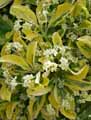Celastraceae-Euonymus-japonicus-Aureus-Fusain-dore-du-Japon.jpg