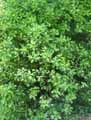 Euonymus japonicus Duc d\'Anjou